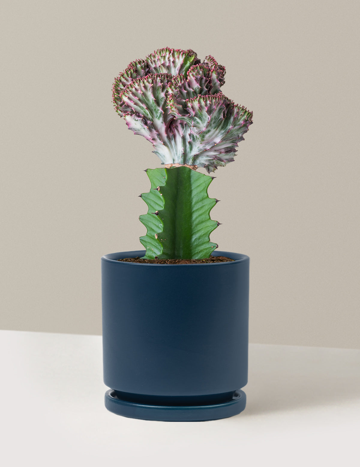 Mermaid Tail Cactus