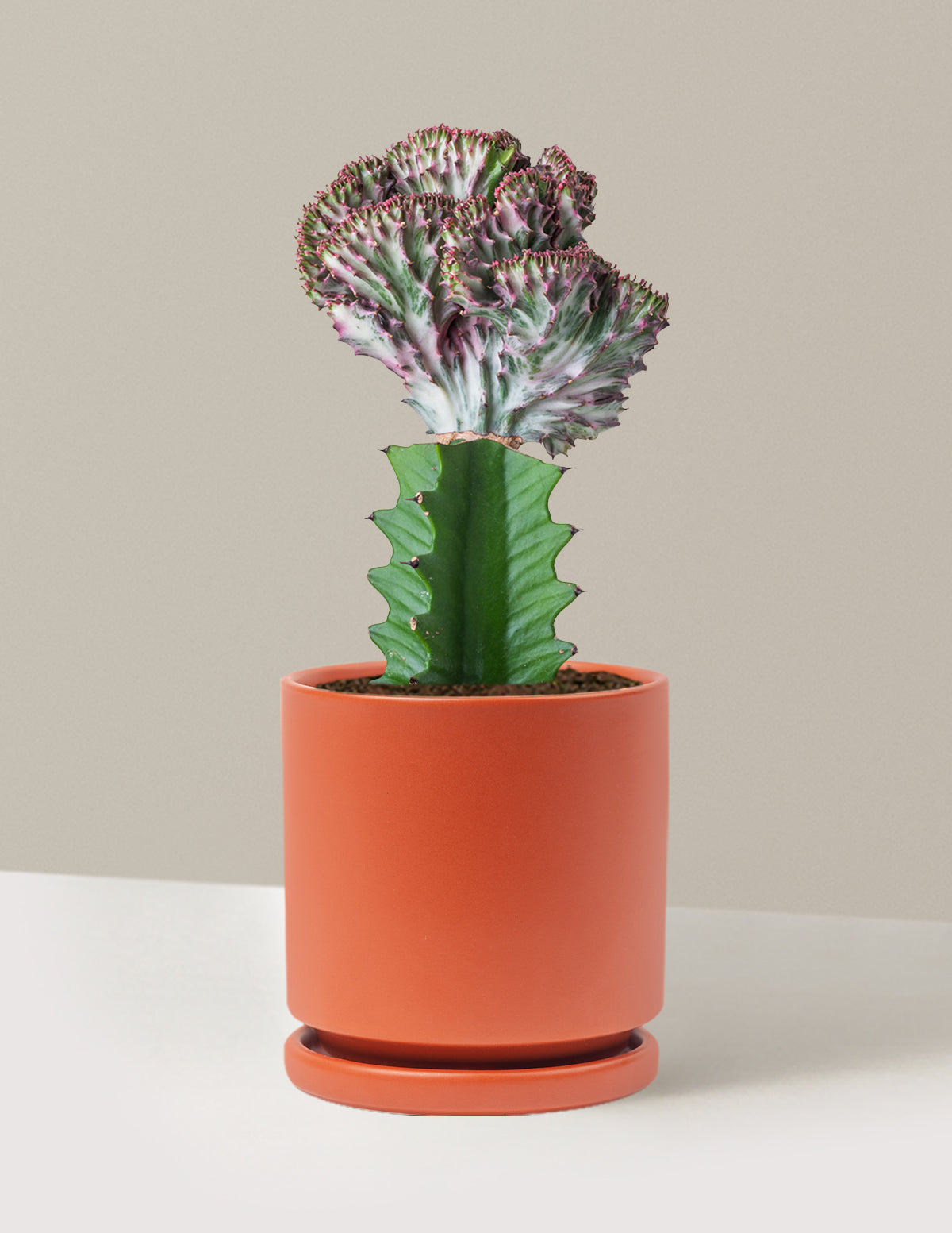 Mermaid Tail Cactus