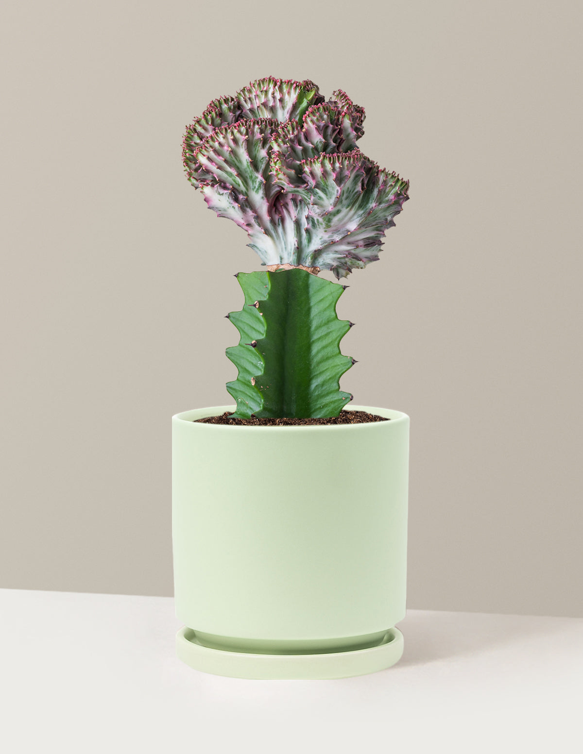 Mermaid Tail Cactus