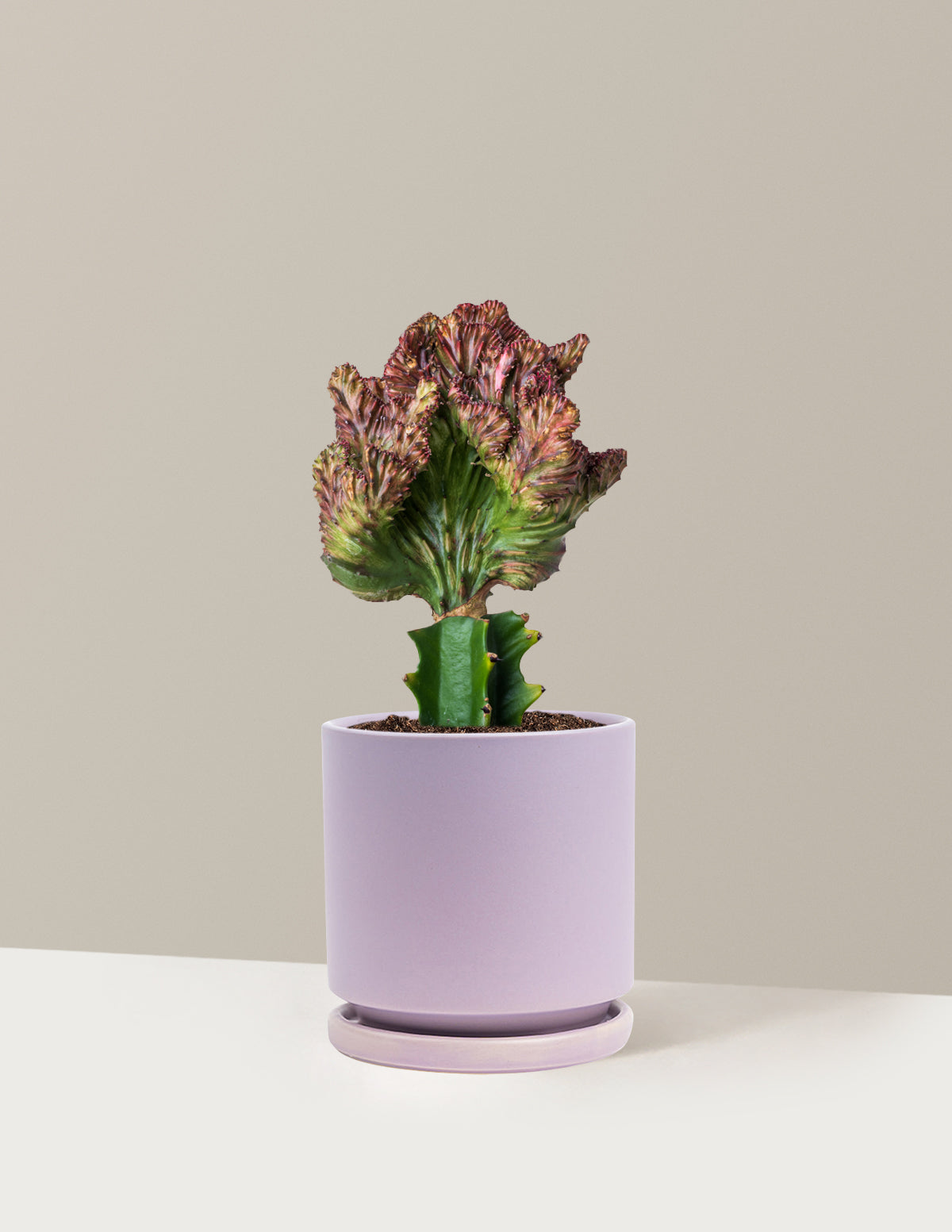 Mermaid Tail Cactus