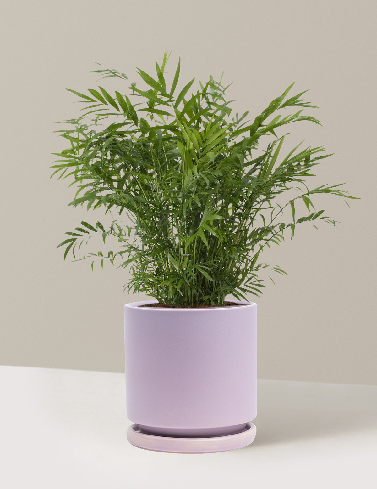 Parlor Palm