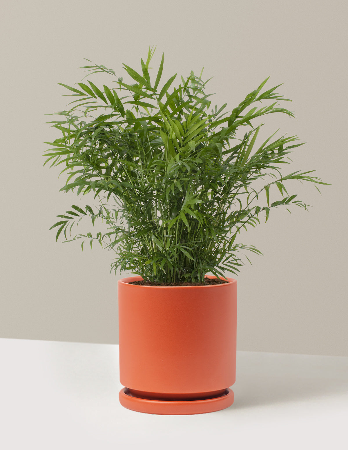 Parlor Palm