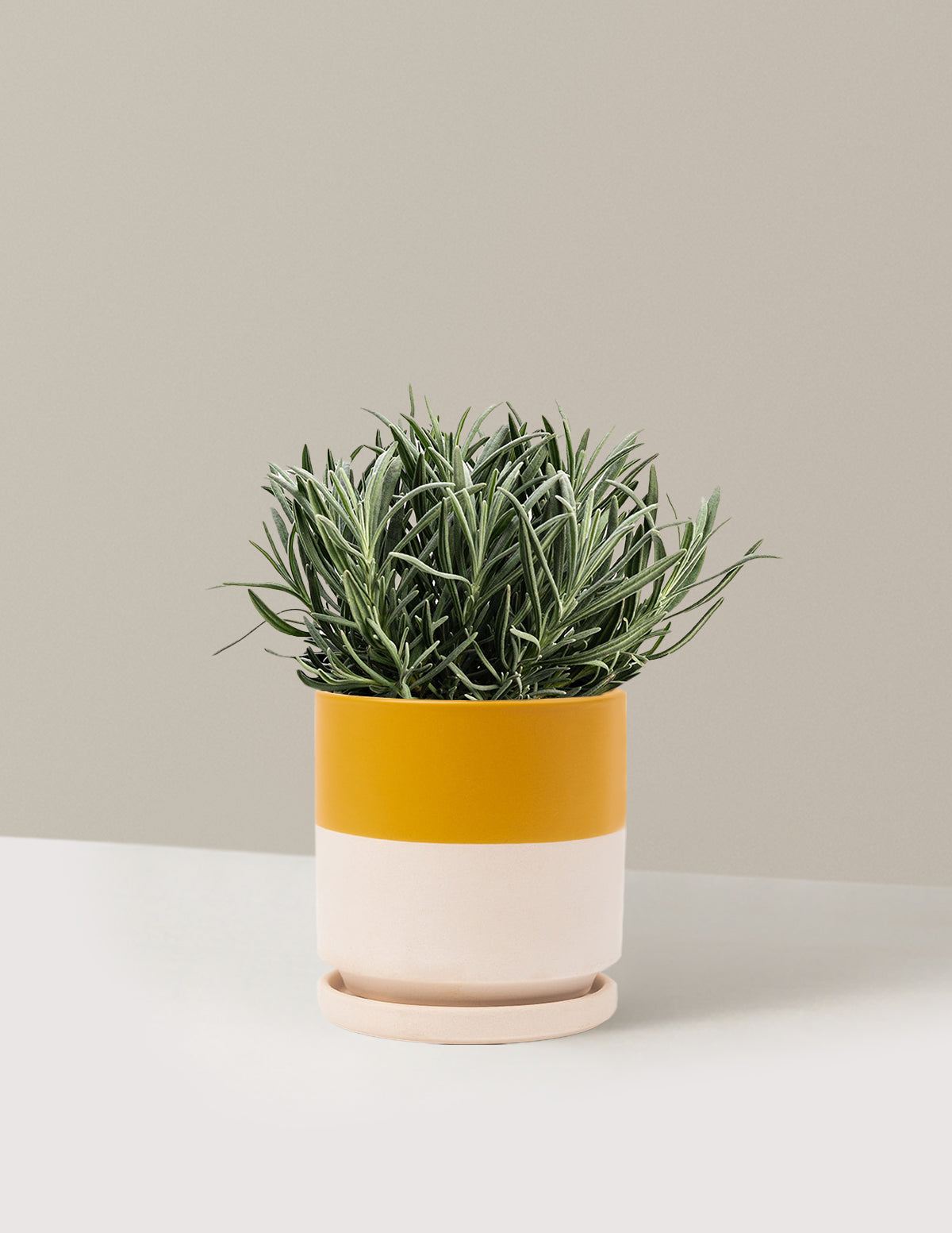 Phenomenal™ Lavender Plant