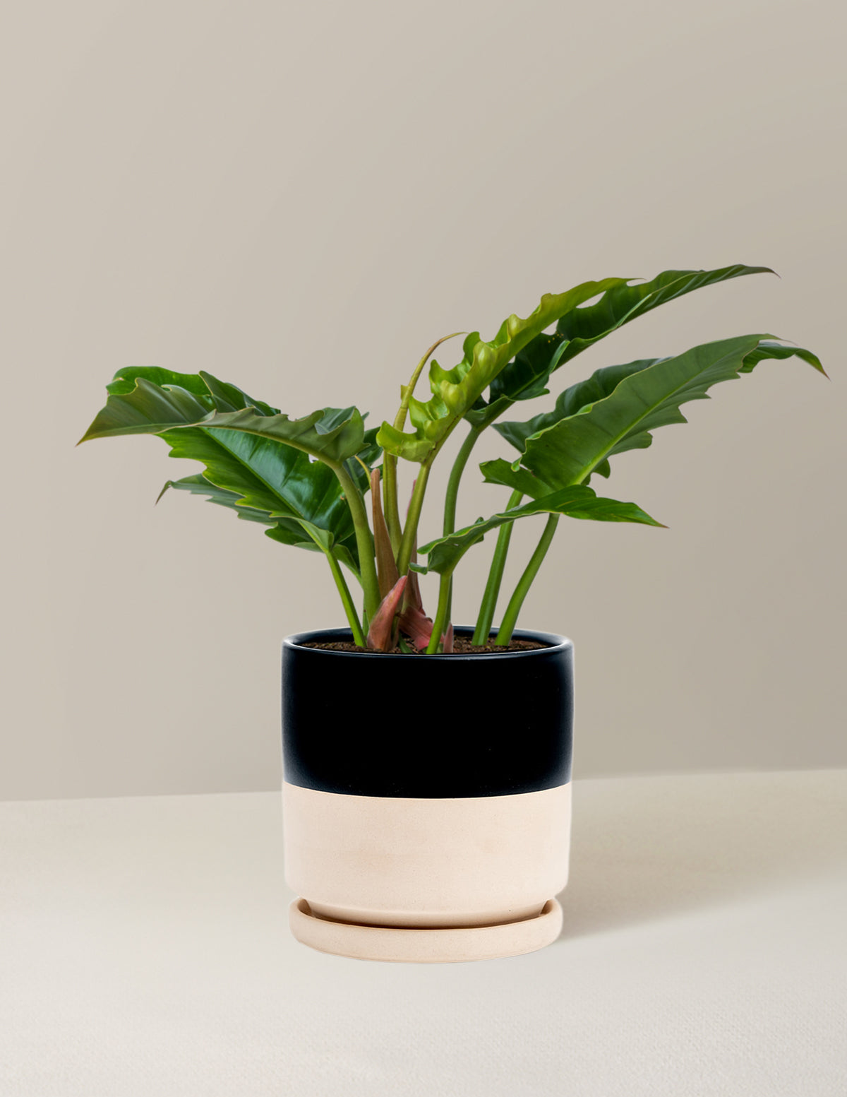 Philodendron Jungle Boogie