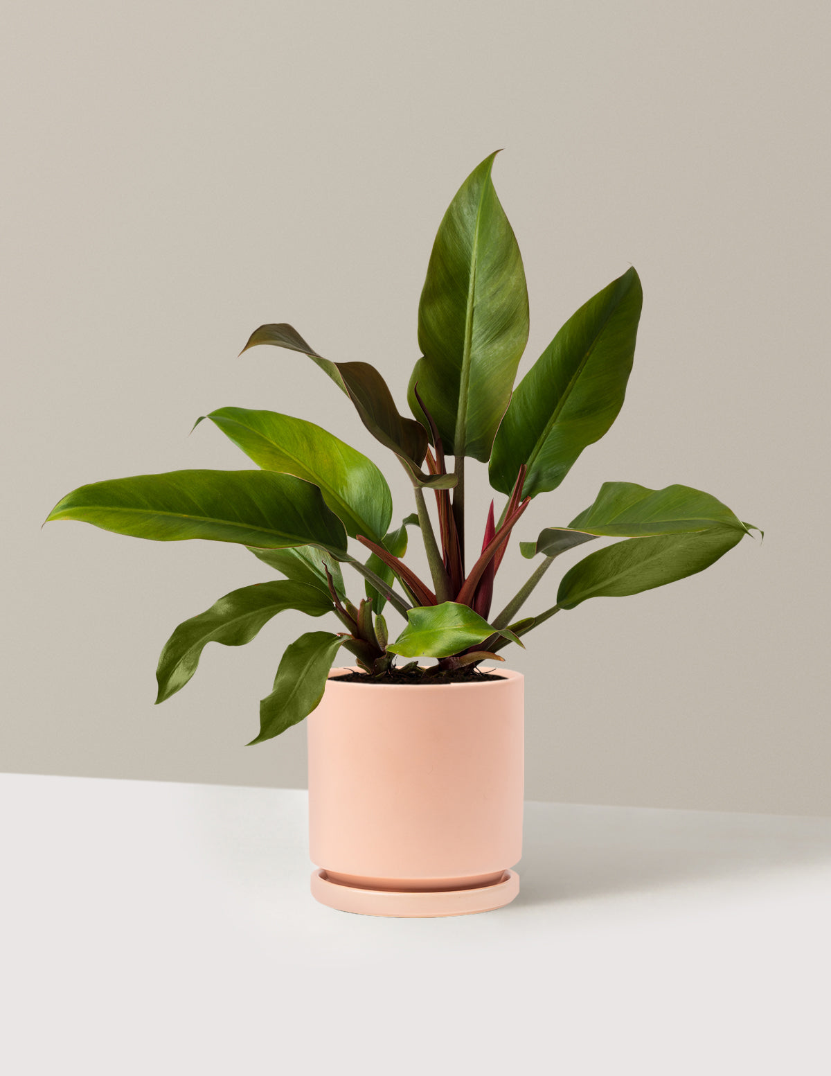 Philodendron Autumn