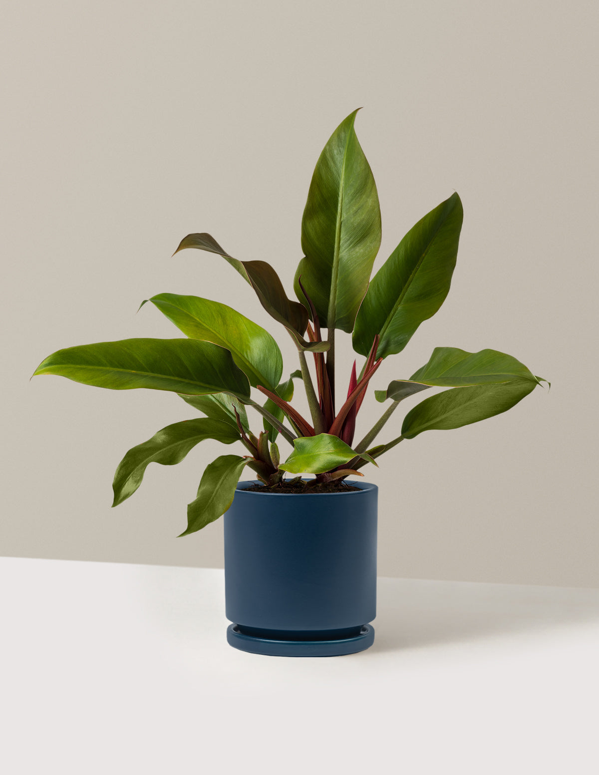 Philodendron Autumn