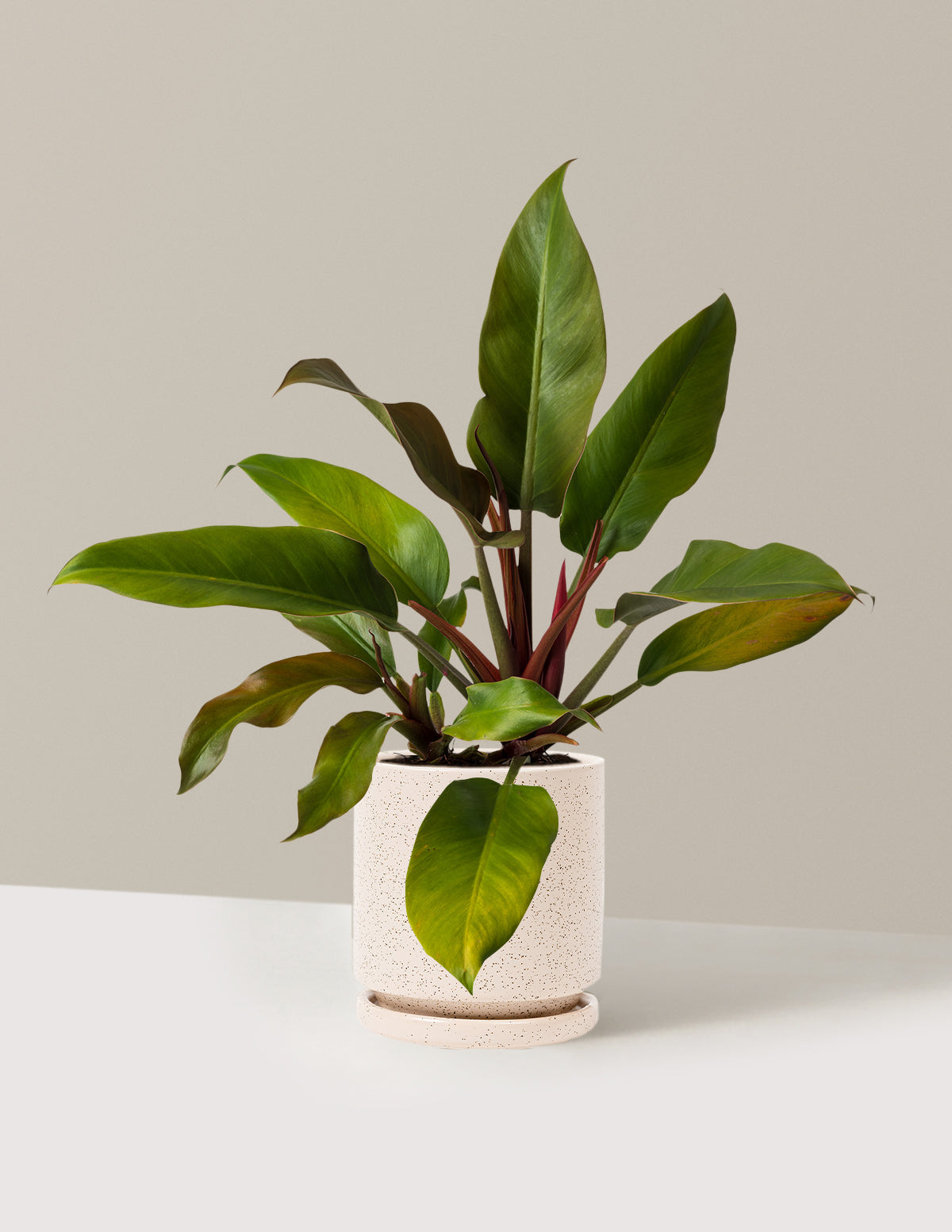 Philodendron Autumn