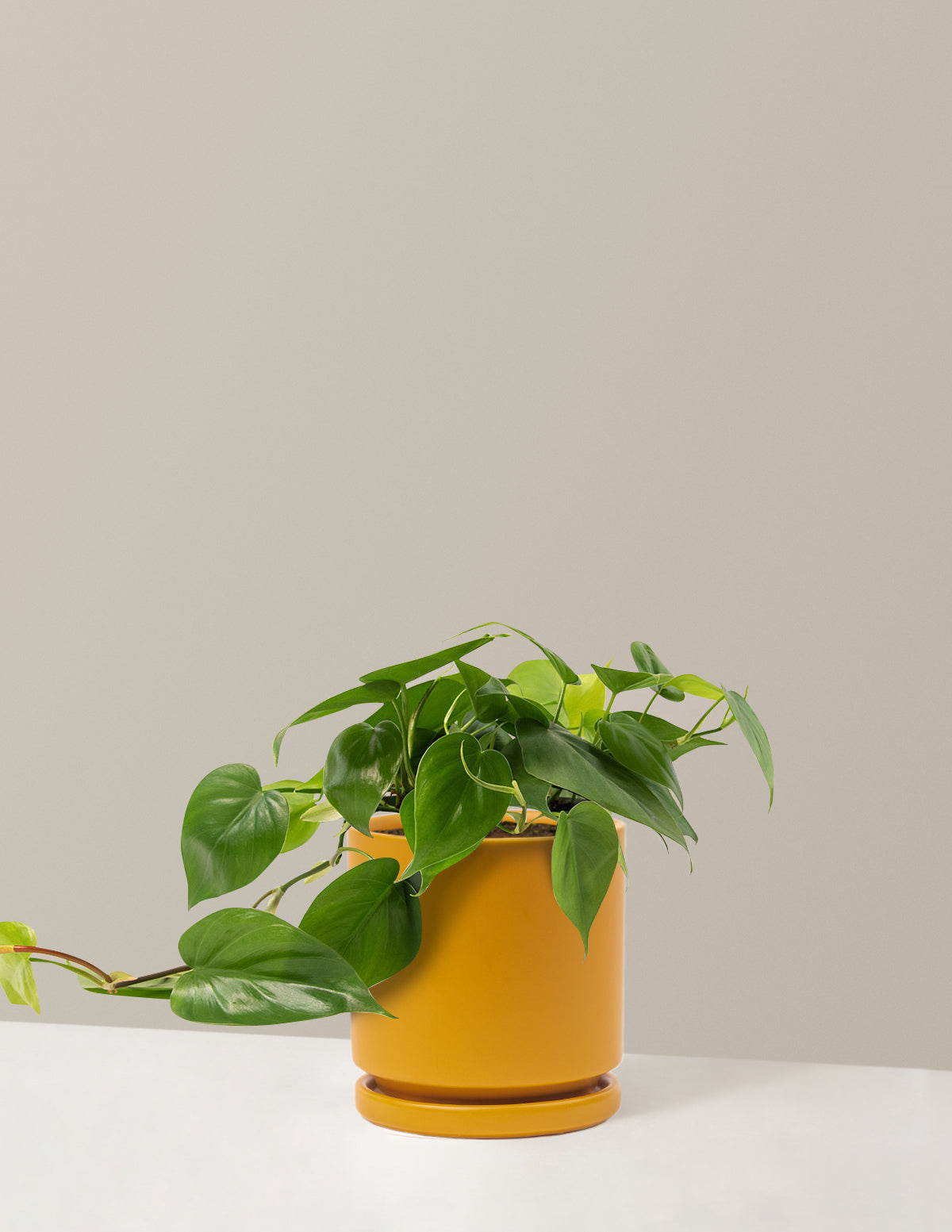 Heartleaf Philodendron
