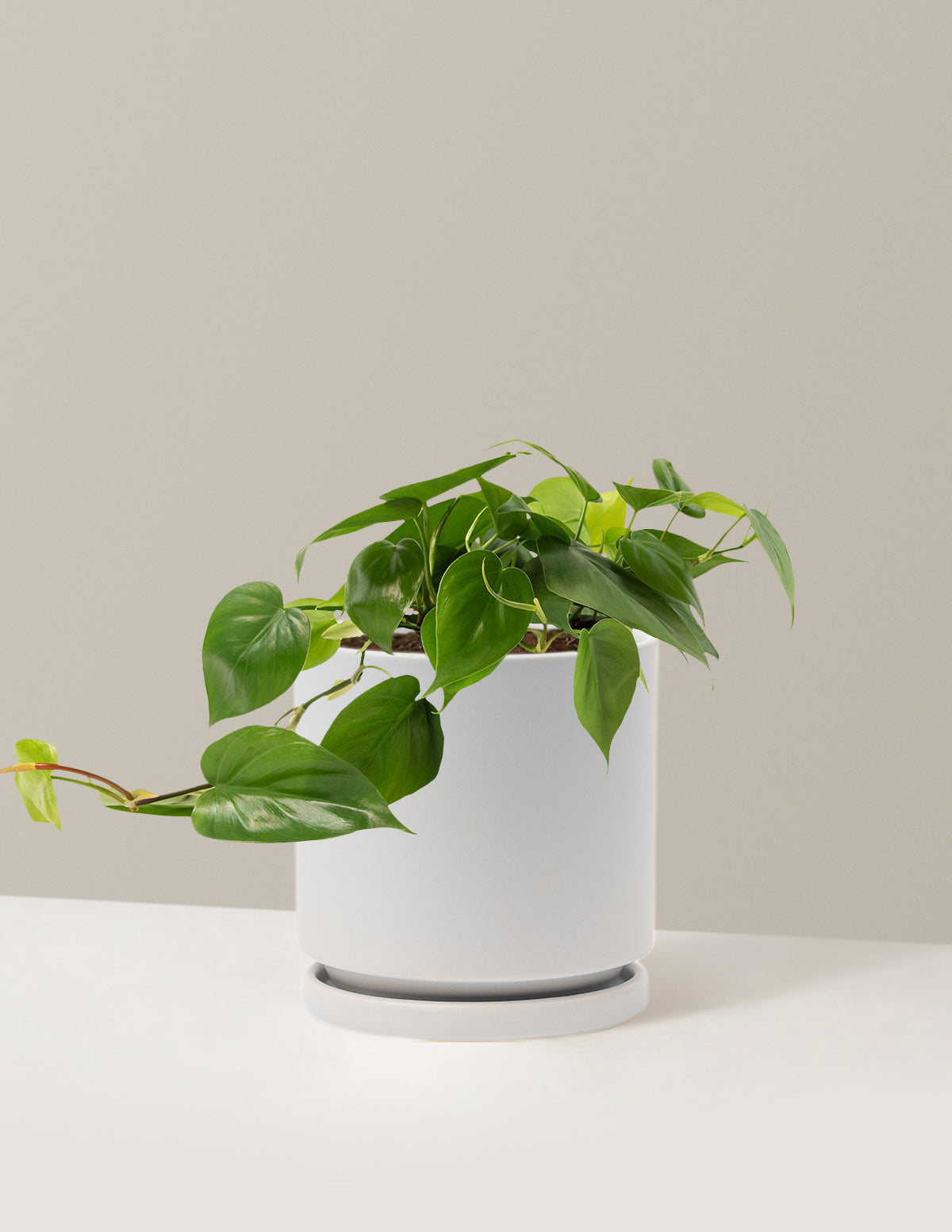 Heartleaf Philodendron