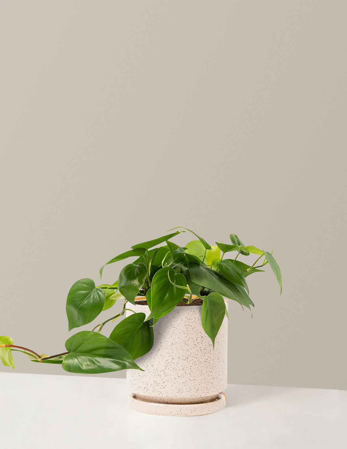 Heartleaf Philodendron