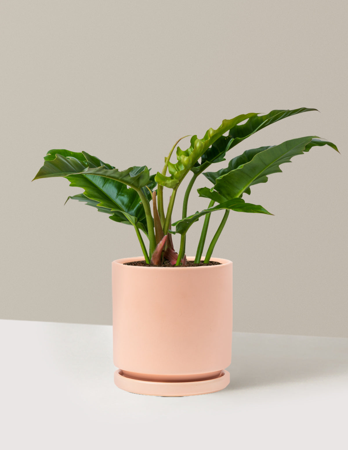 Philodendron Jungle Boogie