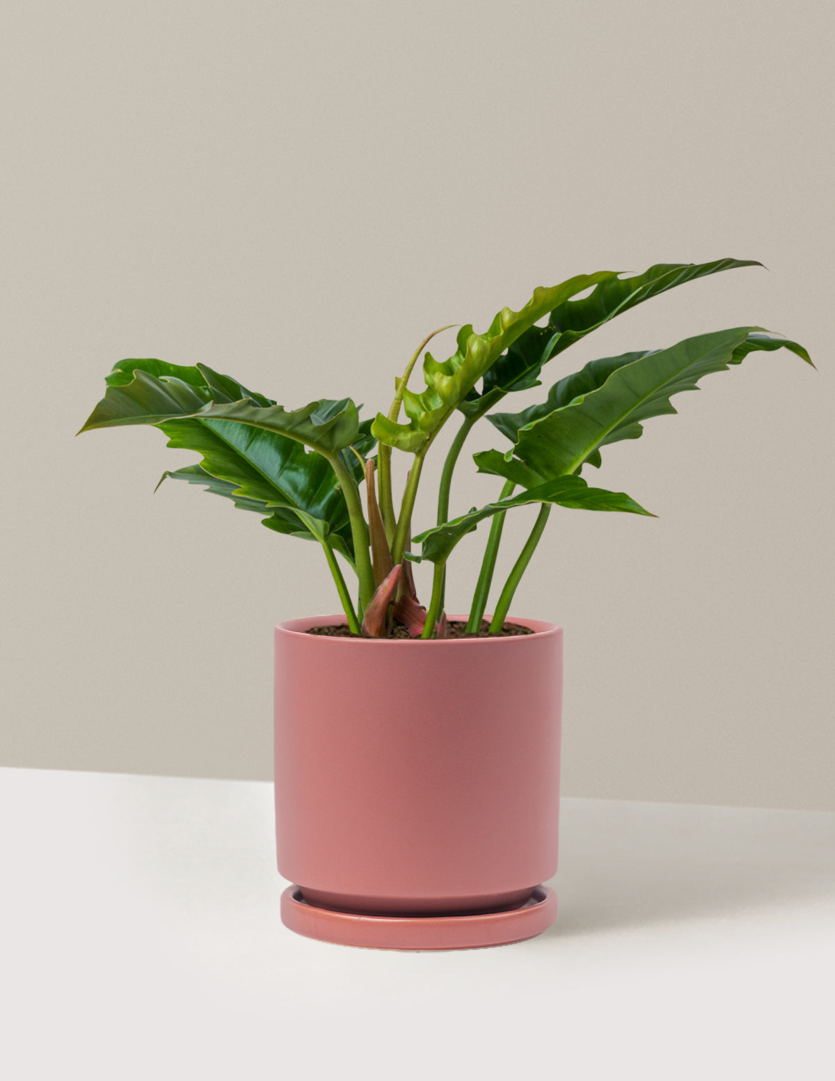 Philodendron Jungle Boogie