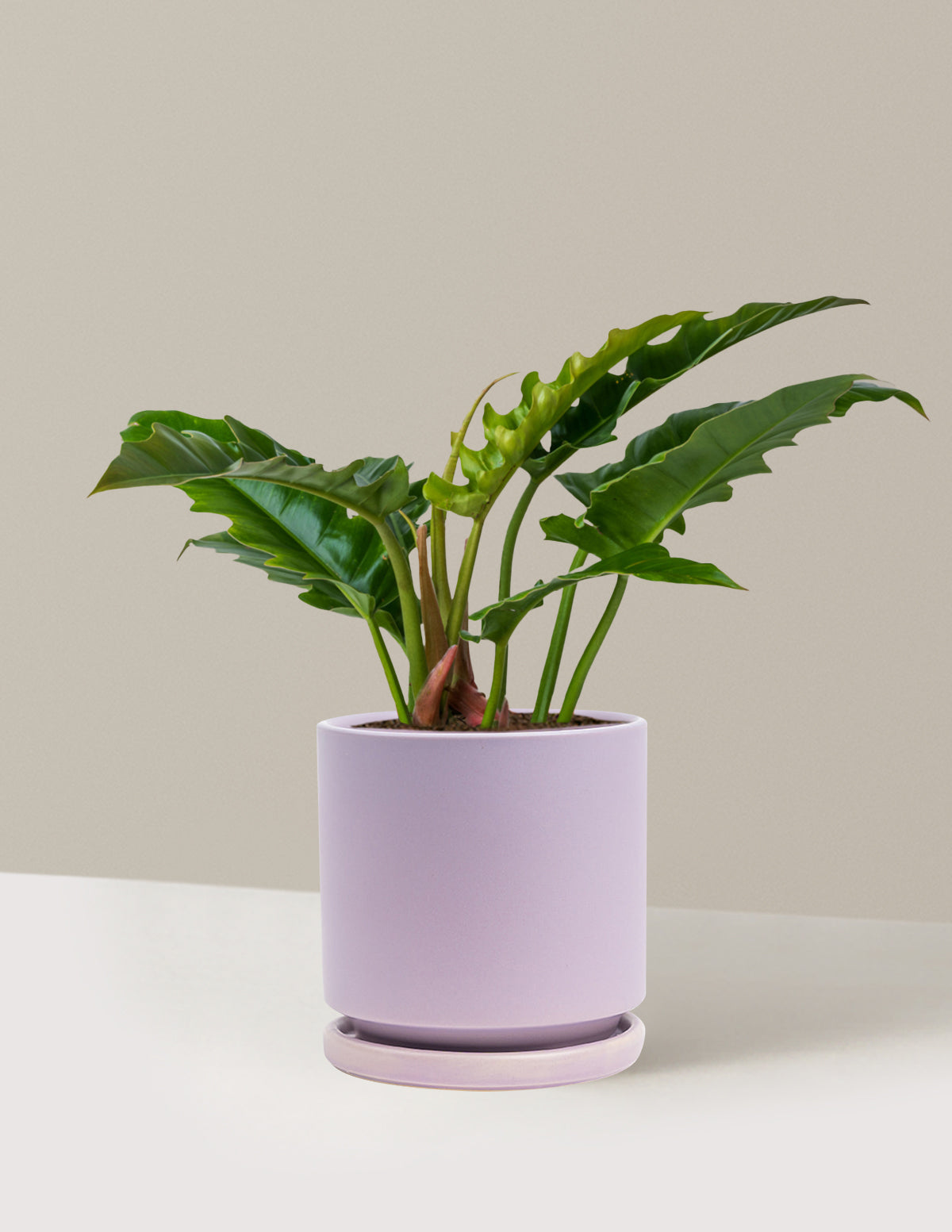 Philodendron Jungle Boogie