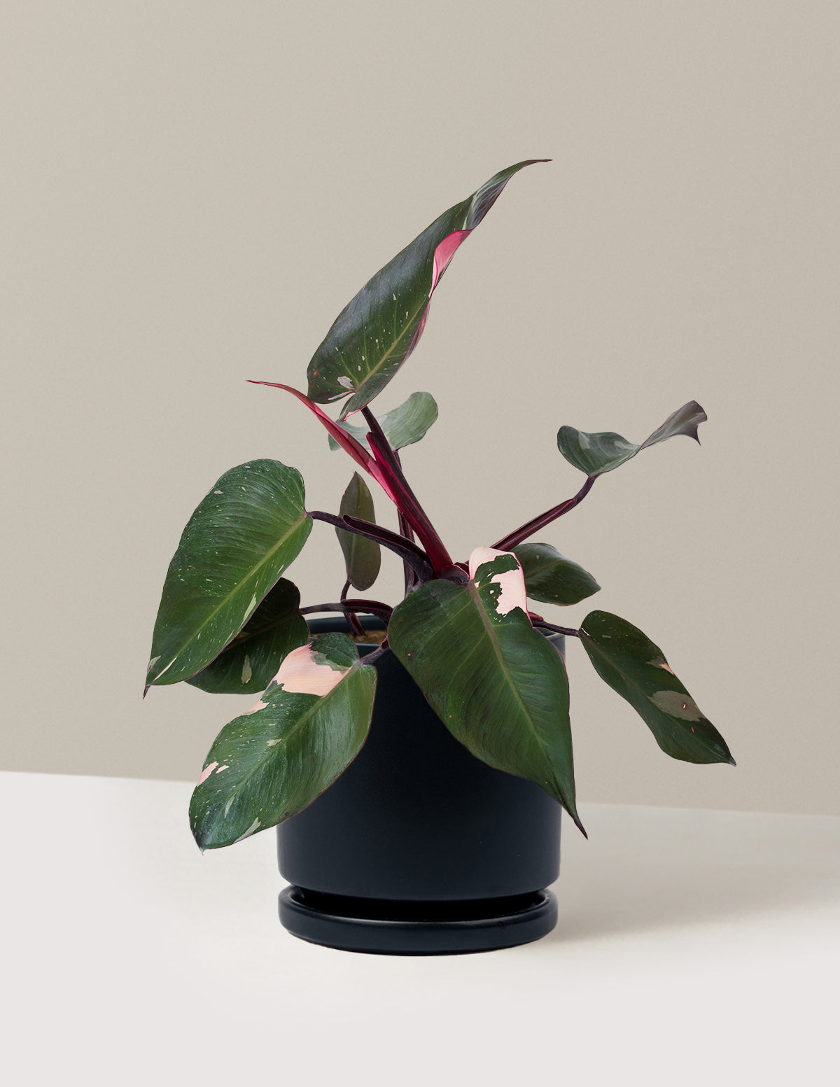 Philodendron Pink Princess