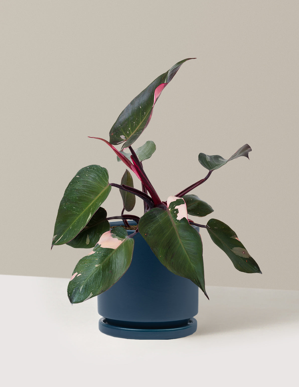 Philodendron Pink Princess