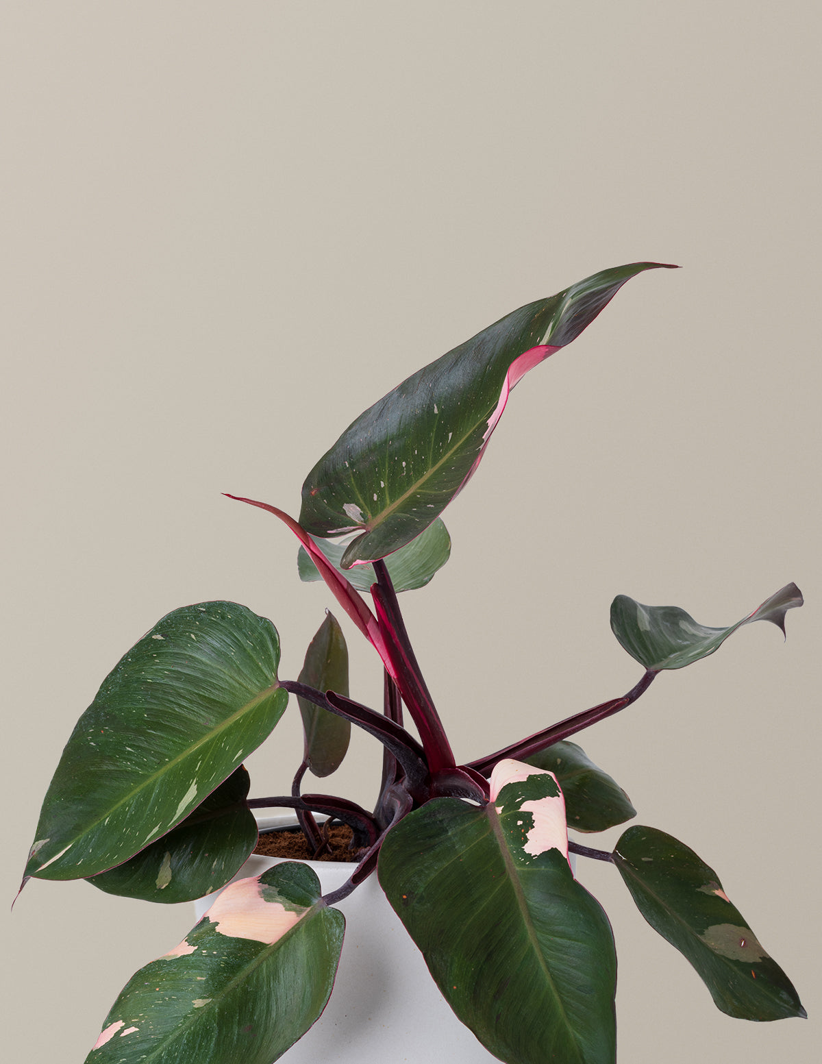 Philodendron Pink Princess