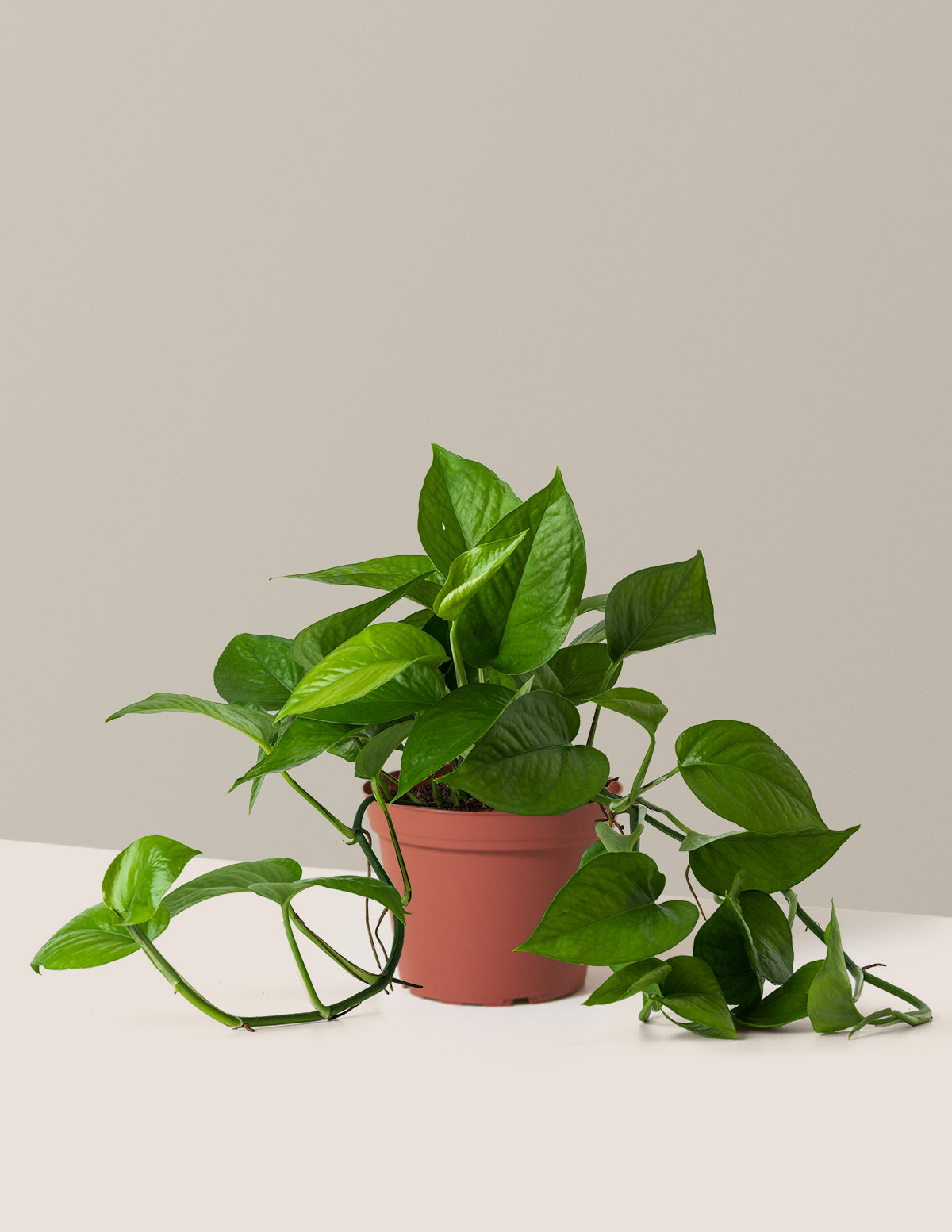 Jade Pothos