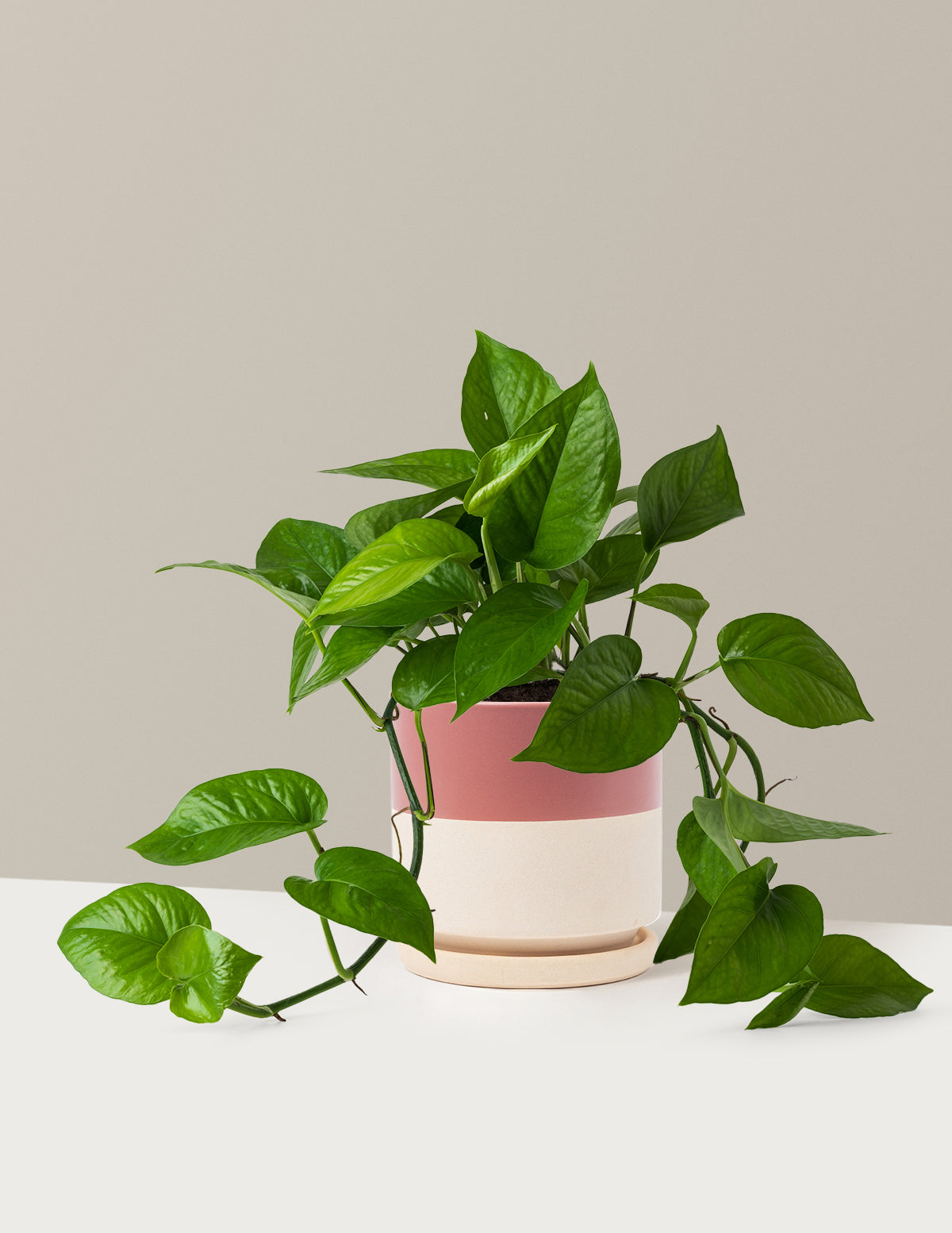 Jade Pothos