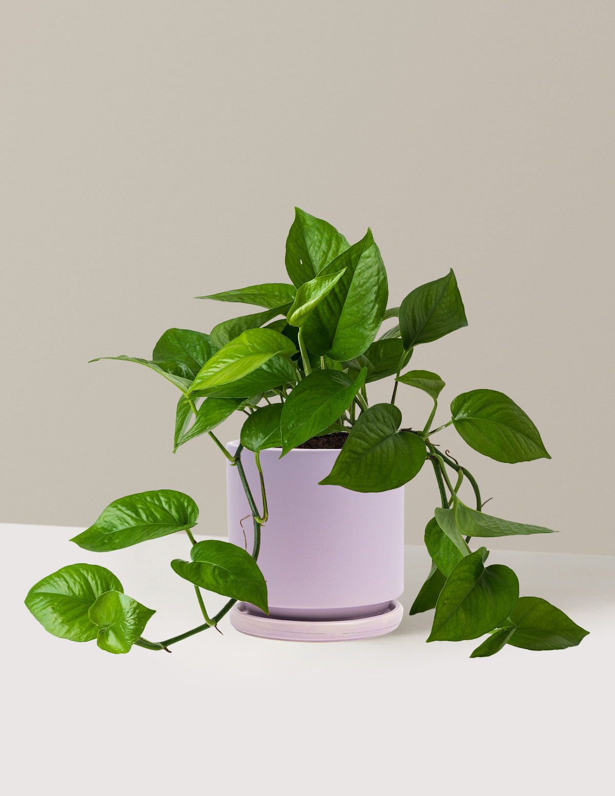 Jade Pothos