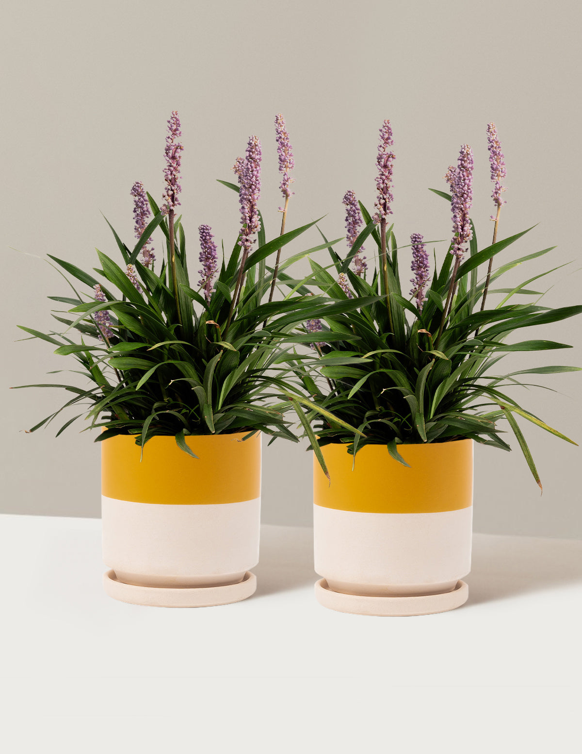 Purple Explosion™ Lilyturf