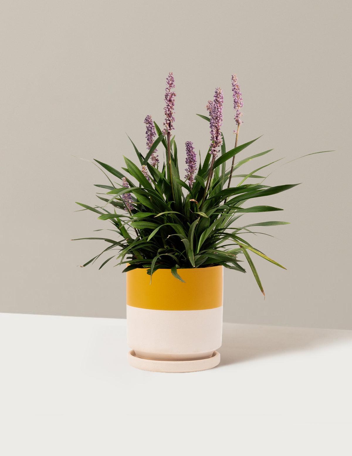 Purple Explosion™ Lilyturf