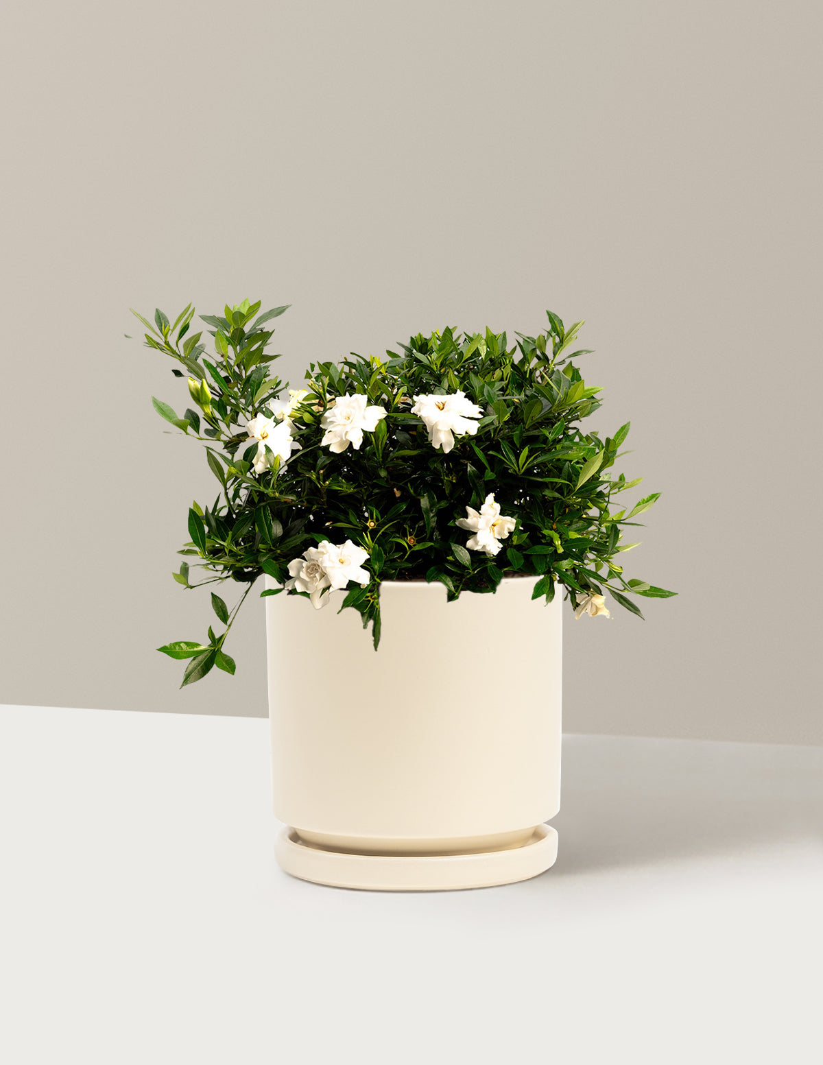 Radicans Gardenia