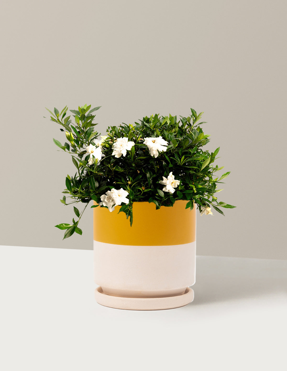 Radicans Gardenia