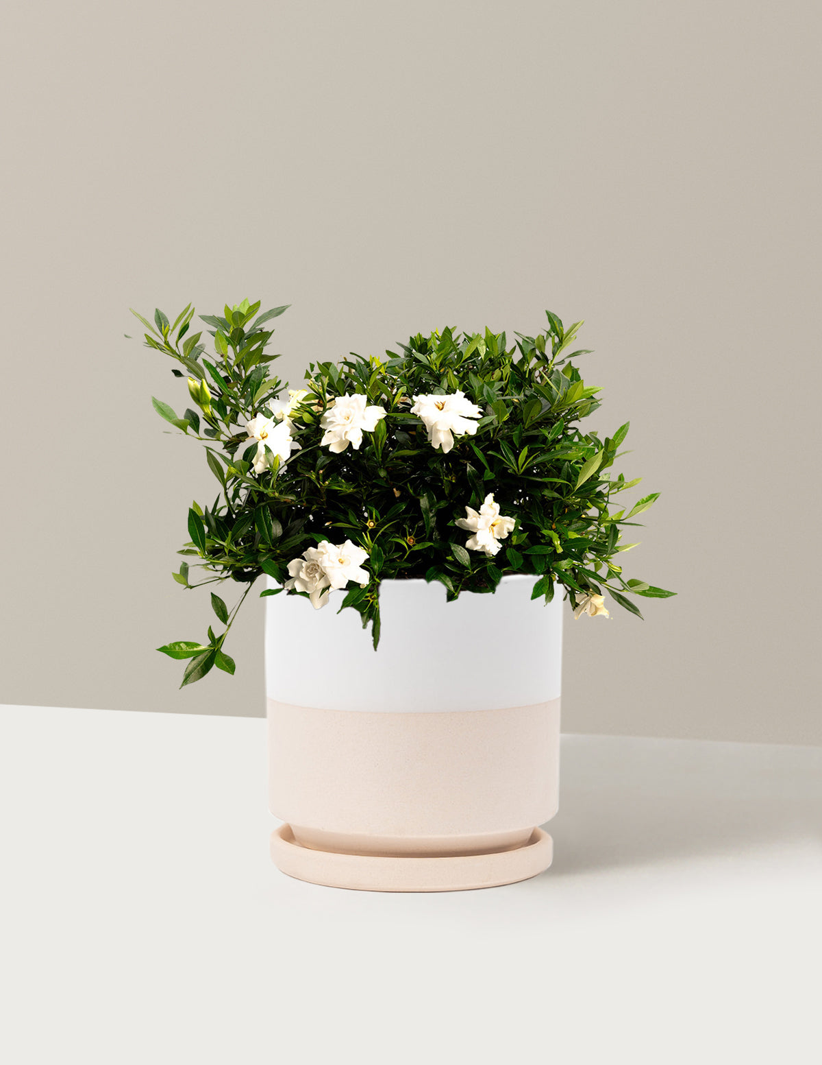 Radicans Gardenia