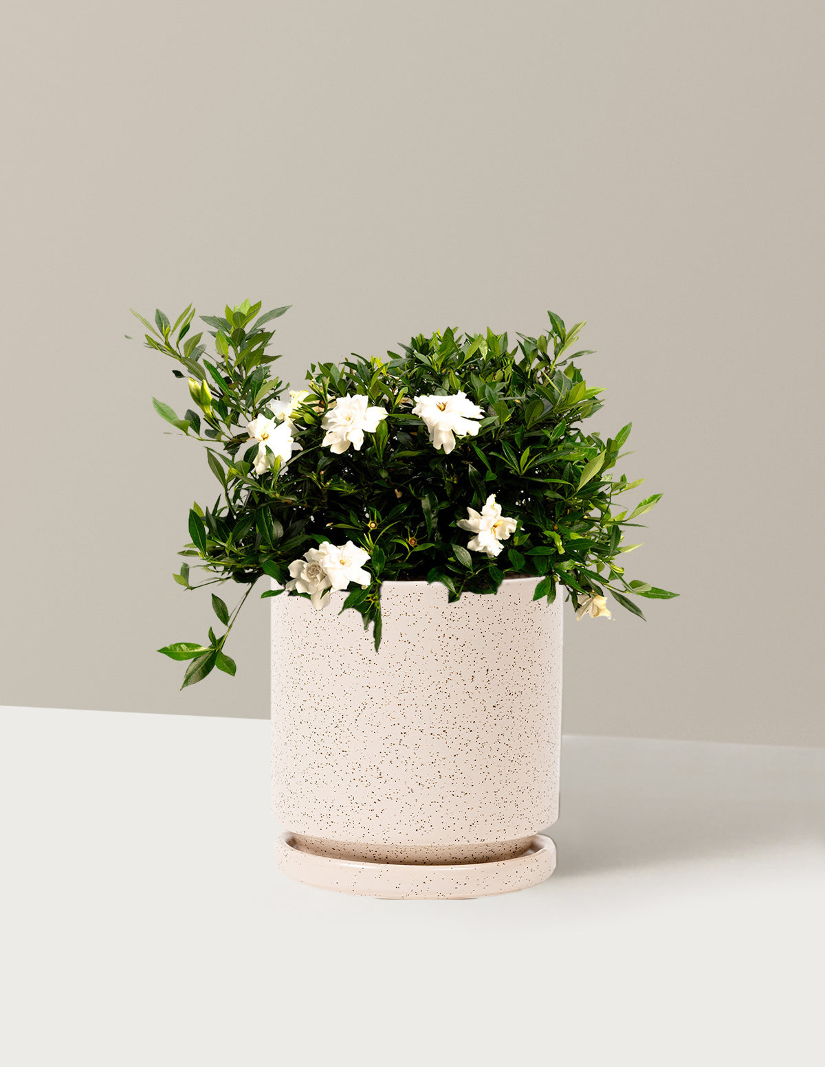 Radicans Gardenia