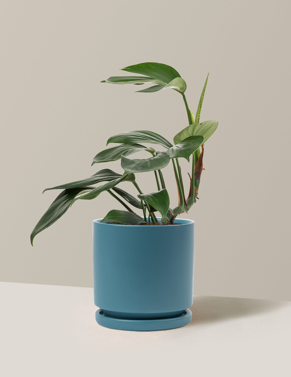Dragon Tail Plant