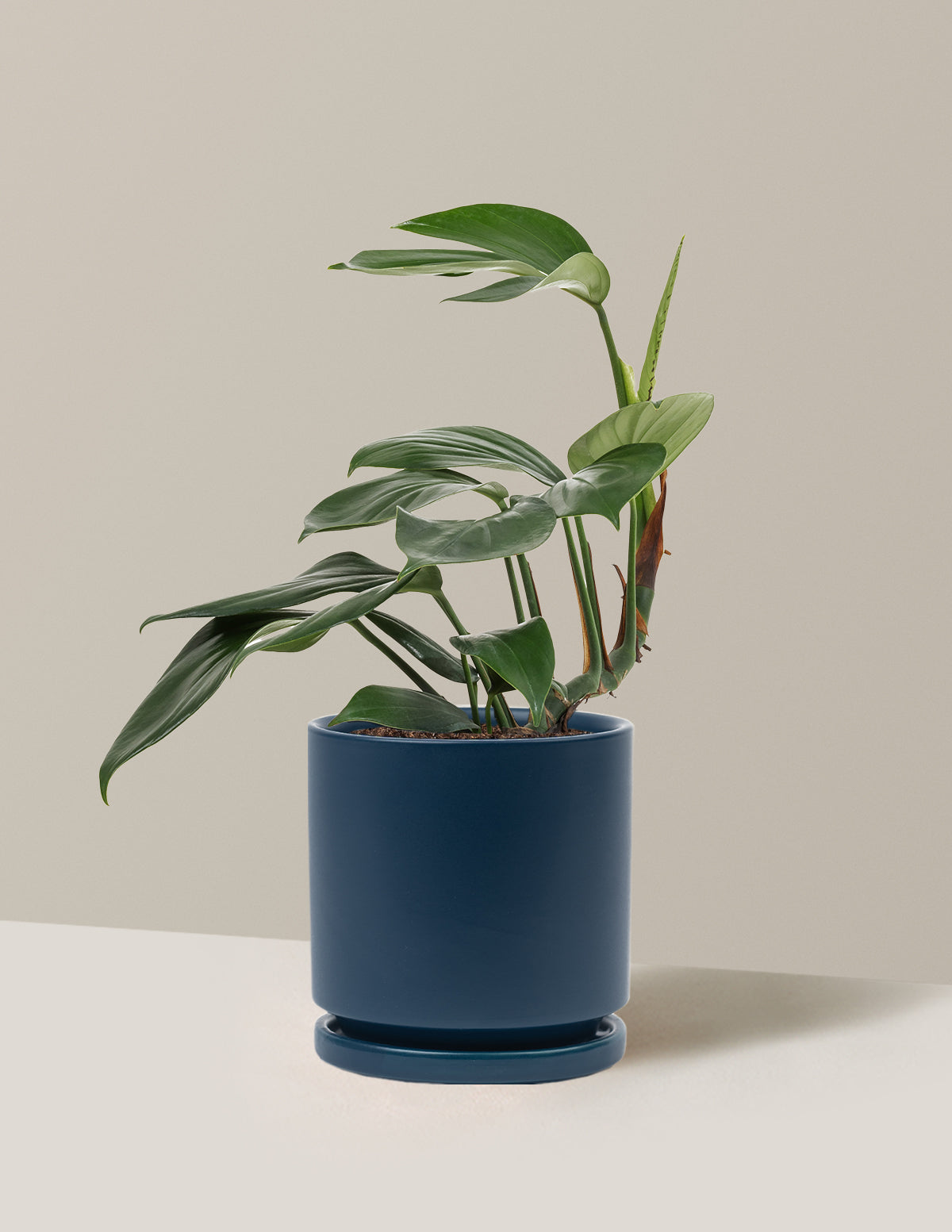 Dragon Tail Plant
