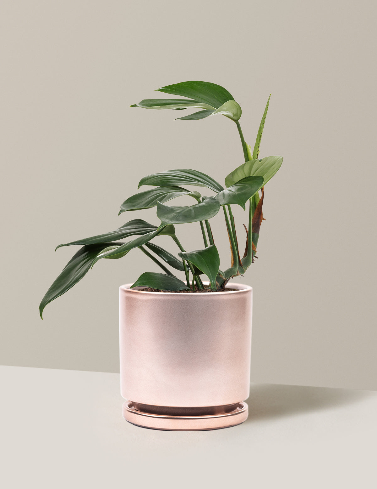 Dragon Tail Plant
