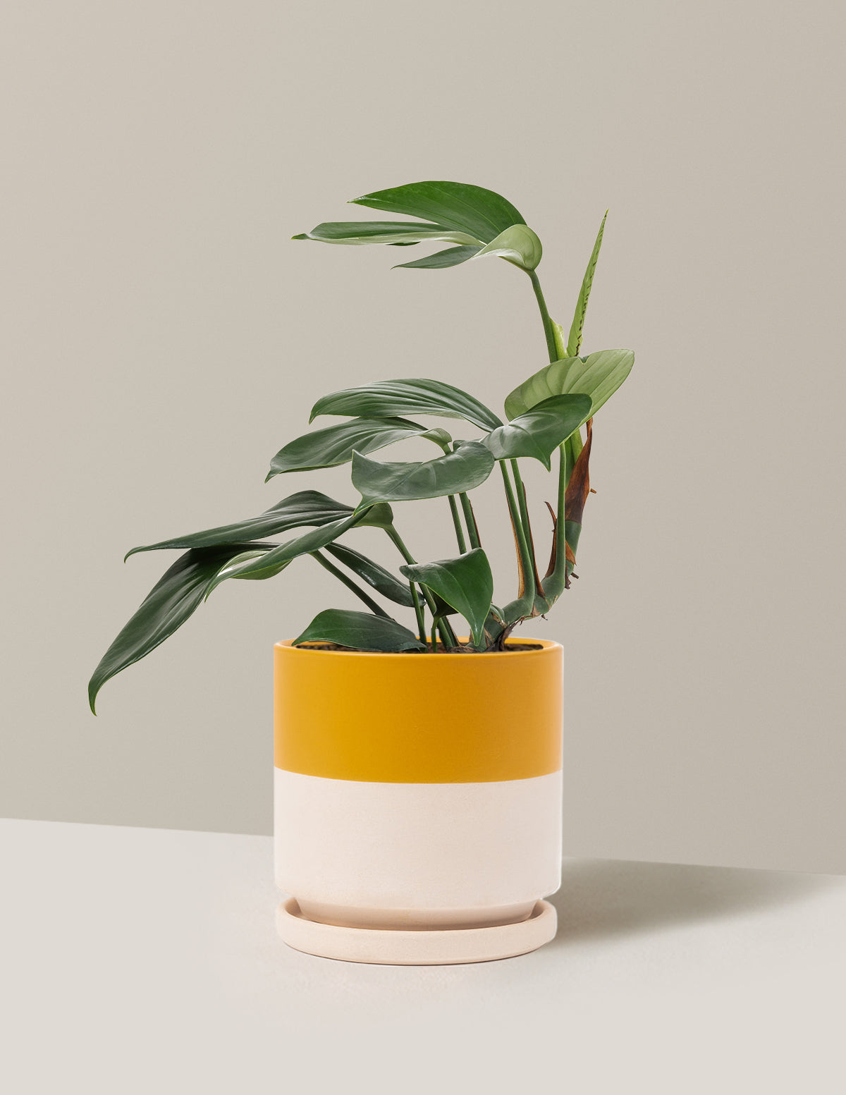 Dragon Tail Plant