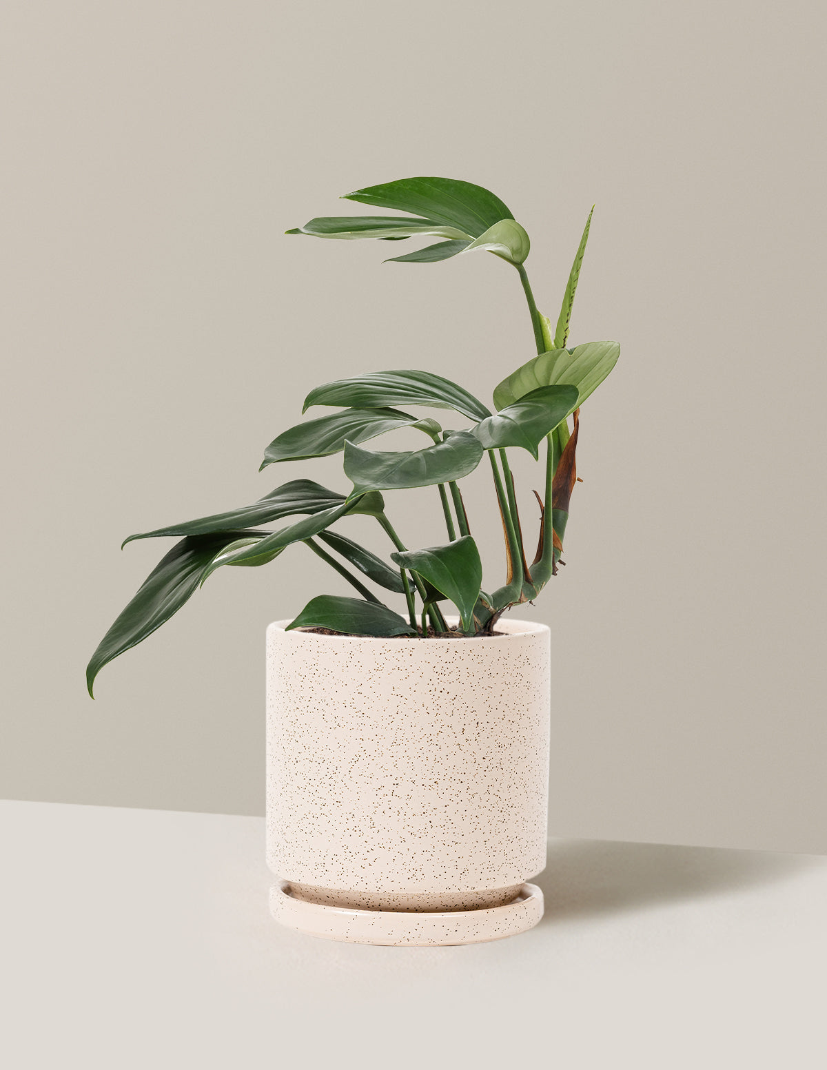Dragon Tail Plant