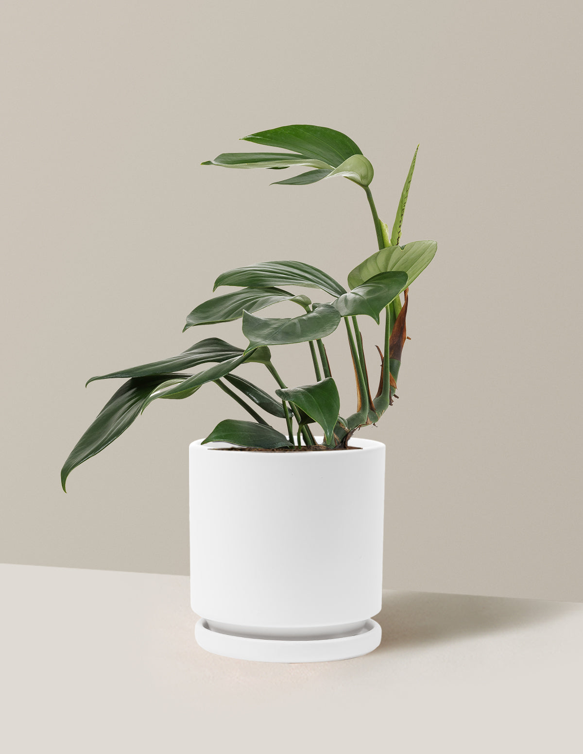 Dragon Tail Plant
