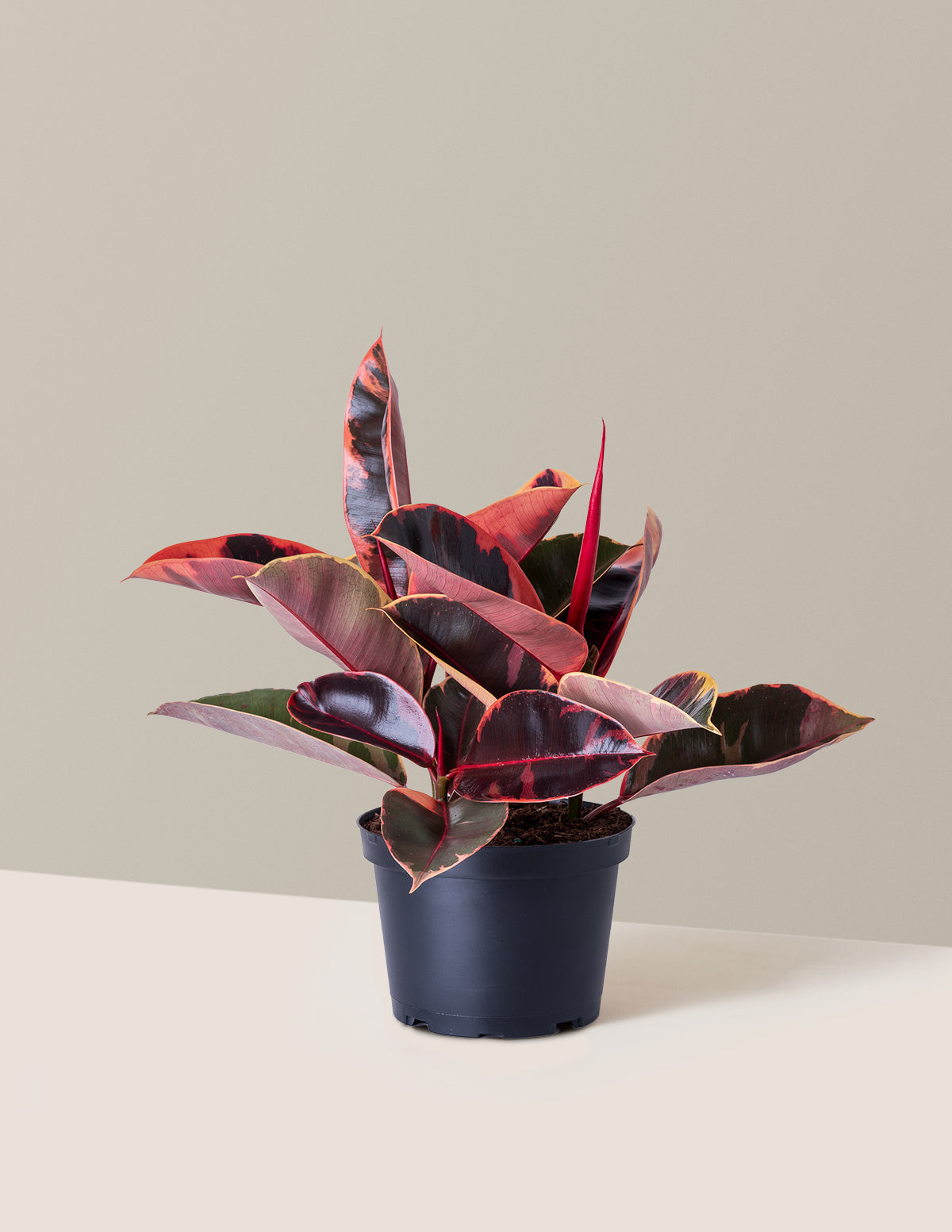 Ficus Ruby