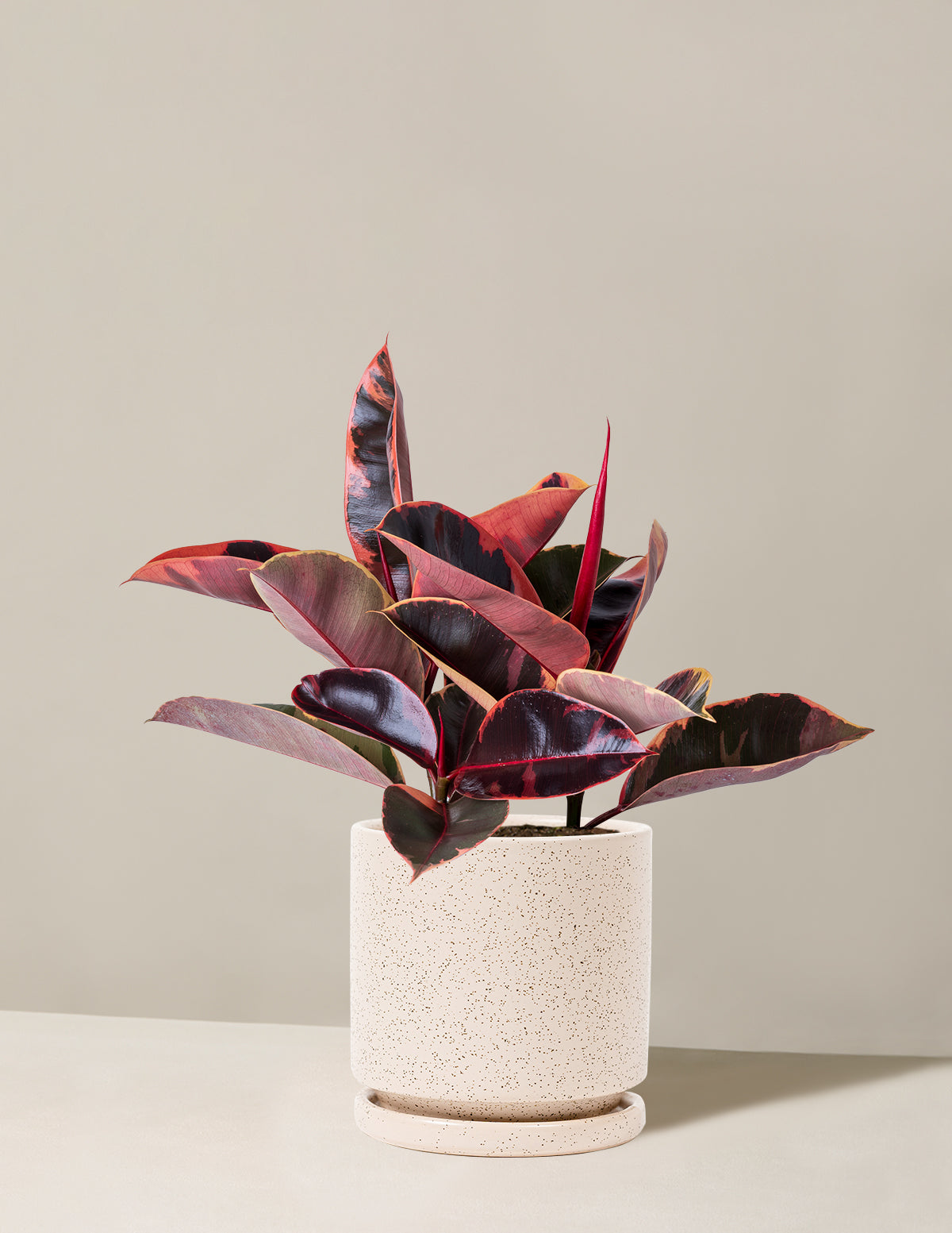Ficus Ruby