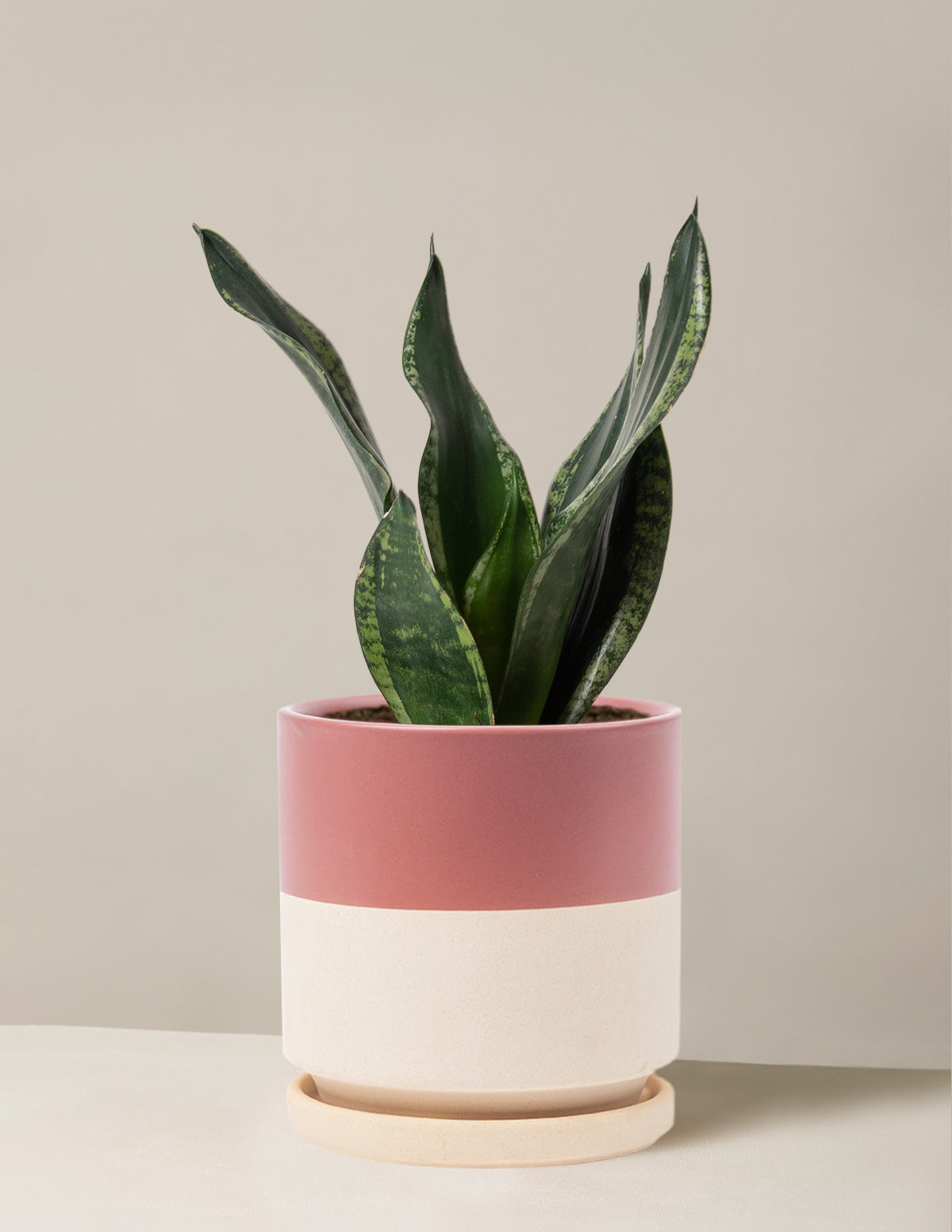 Snake Plant Silver Flame