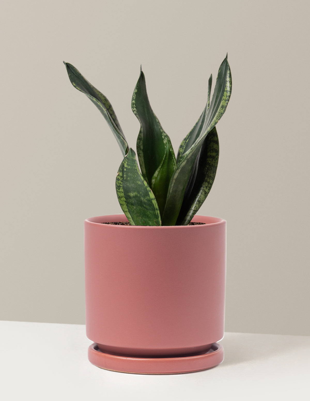 Snake Plant Silver Flame