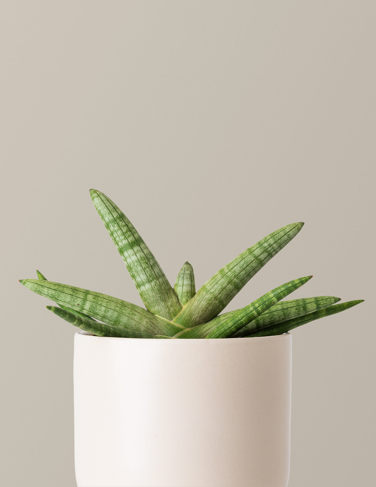 Snake Plant Starfish