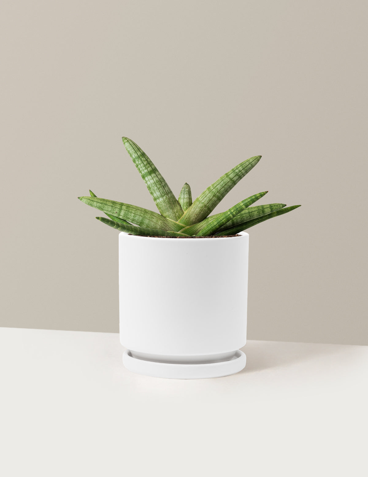 Snake Plant Starfish