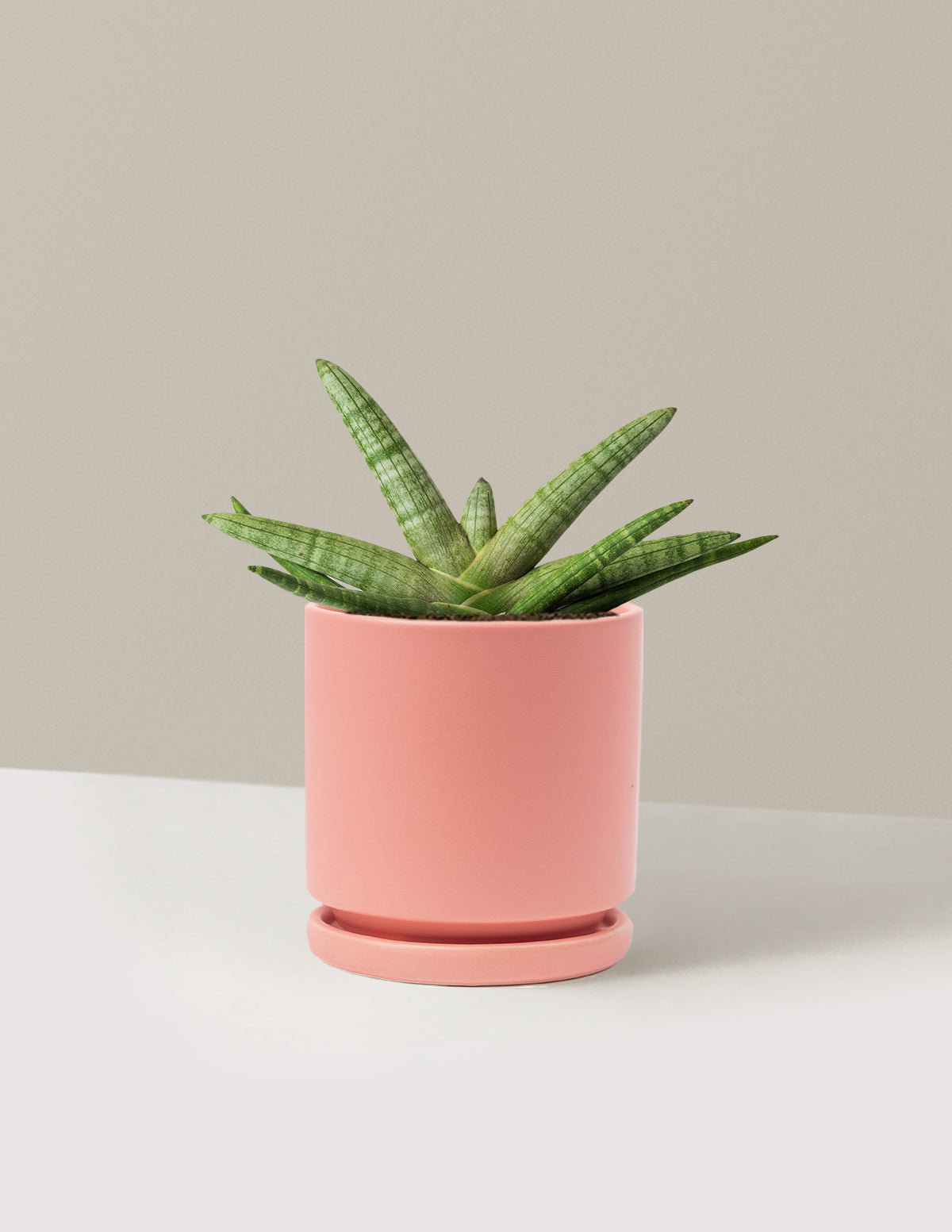 Snake Plant Starfish