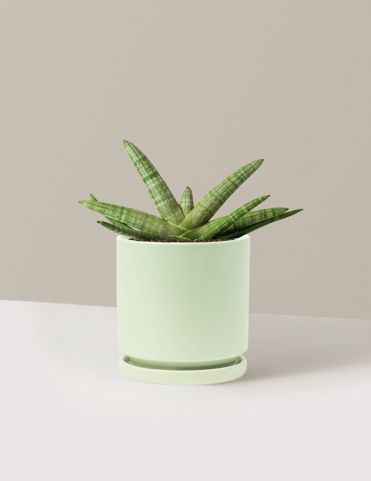 Snake Plant Starfish