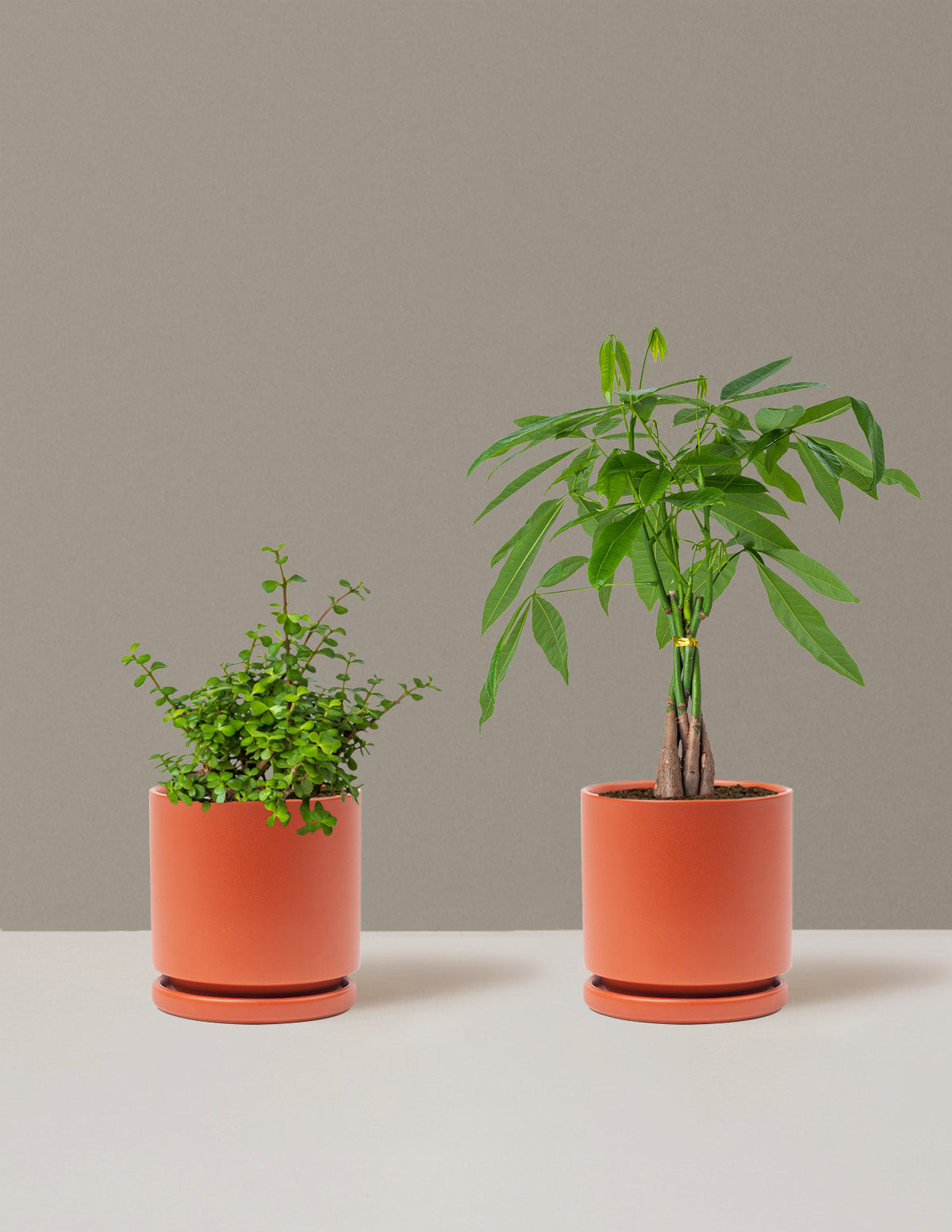 Prosperity Duo