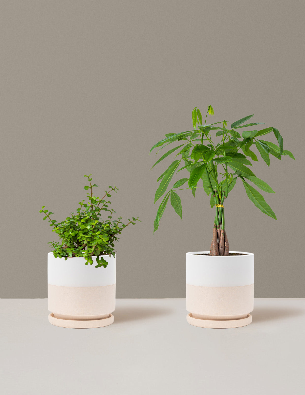 Prosperity Duo