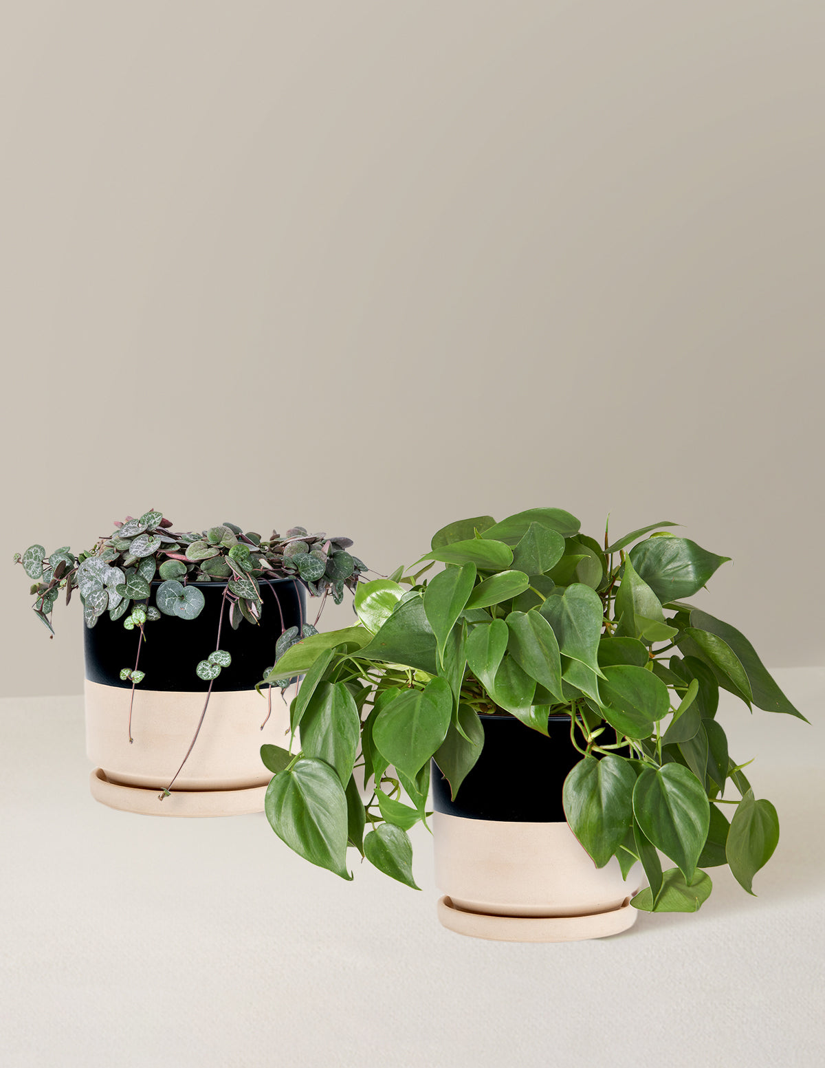 Trailing Hearts Duo