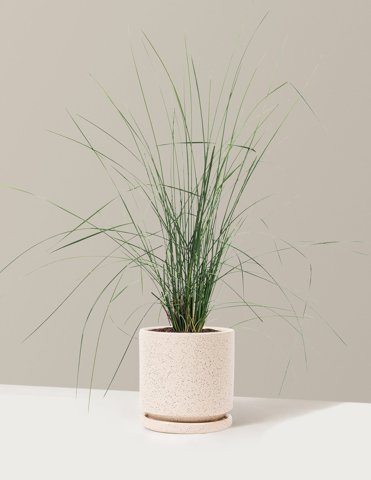 White Cloud Muhly Grass