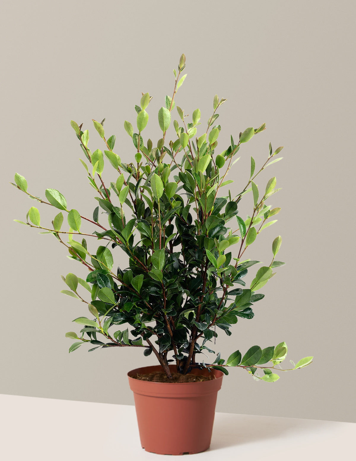 Yuletide Camellia
