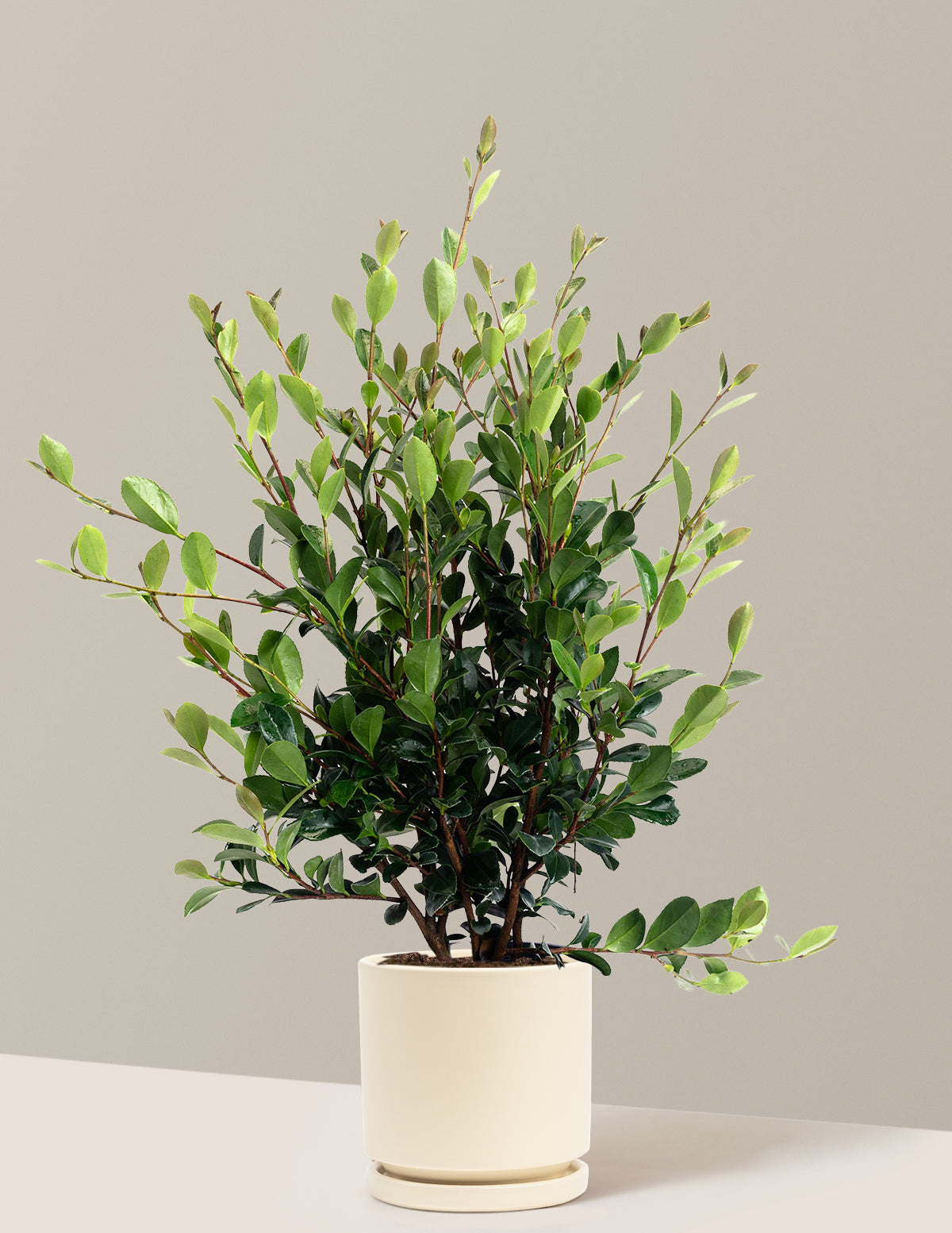 Yuletide Camellia