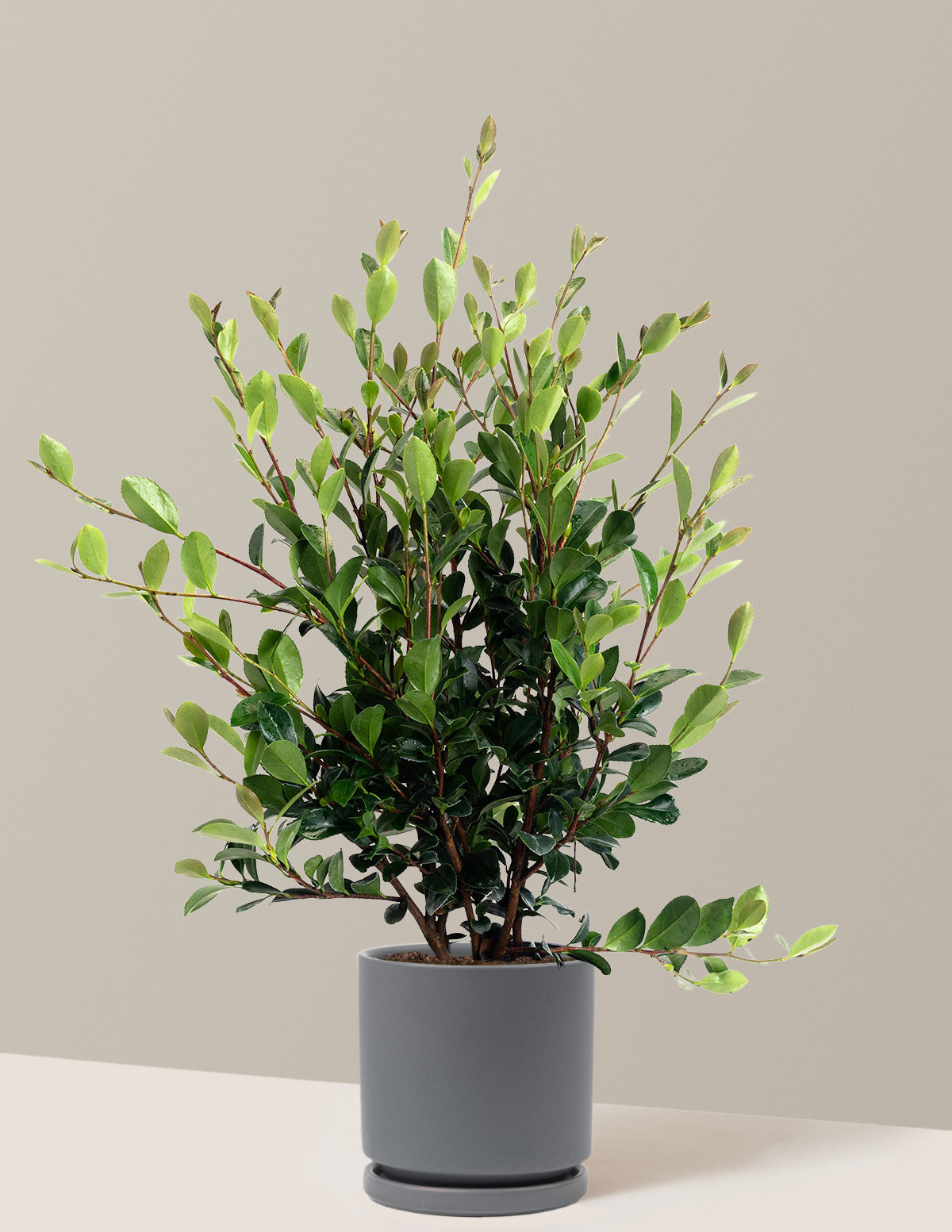 Yuletide Camellia